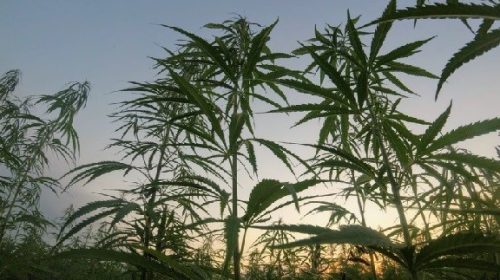 Kannabyte cannabis Unsplash