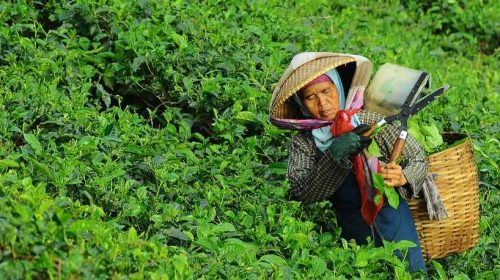 ibisa agricultura pixabay
