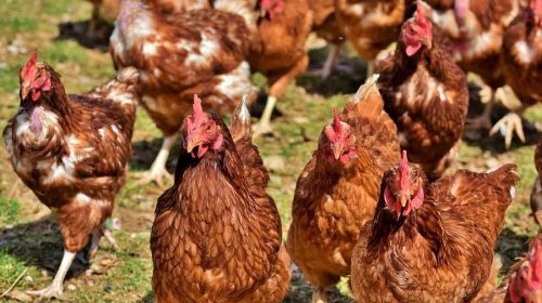 pollo blockchain pixabay