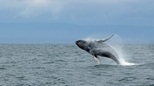 ballena