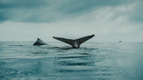 ballenas bitcoin