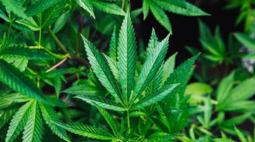 cannabis Uruguay Blockchain