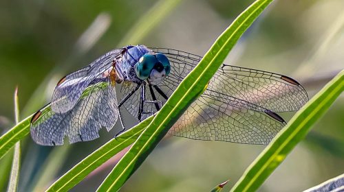 Dragonfly Unsplash Defi NFT