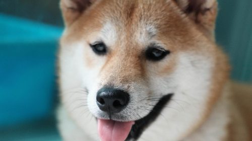 DOgecoin