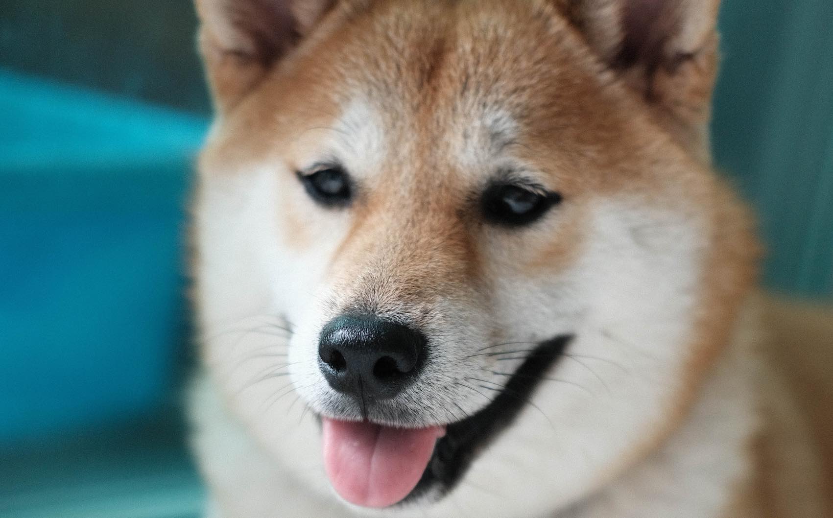 binance us shiba inu