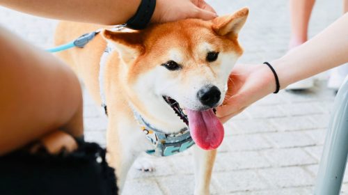 dogecoin-unsplash