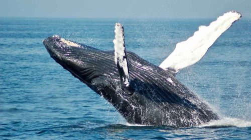 ballena-unsplash