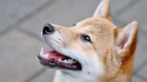 Dogecoin