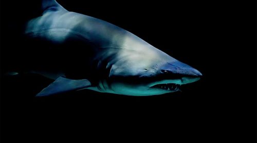 Tiburón, imagen de Unsplash