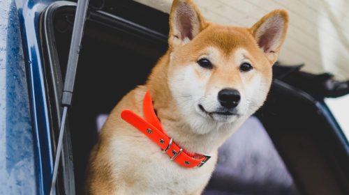 Dogecoin Doge Shiba Inu