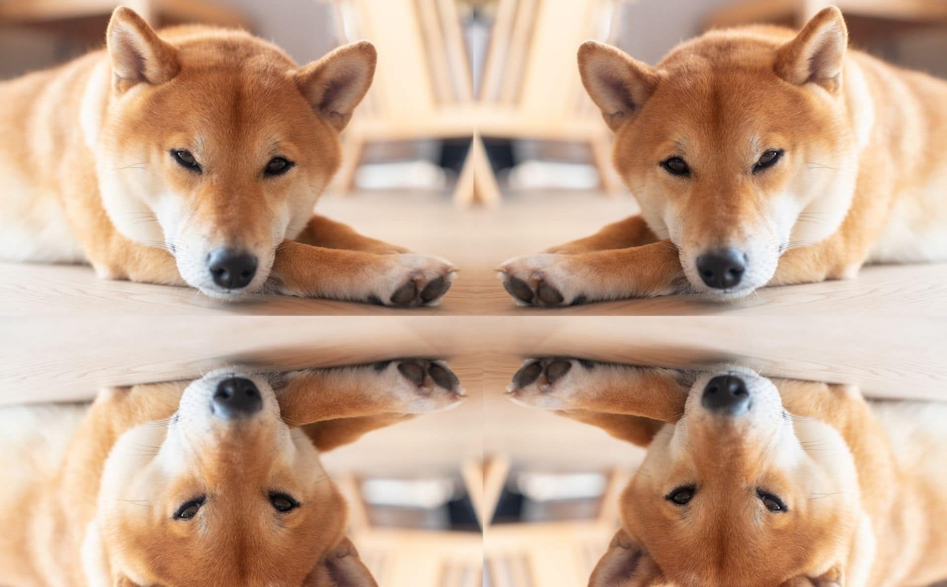 Shiba Inu Sube A 1 Dolar