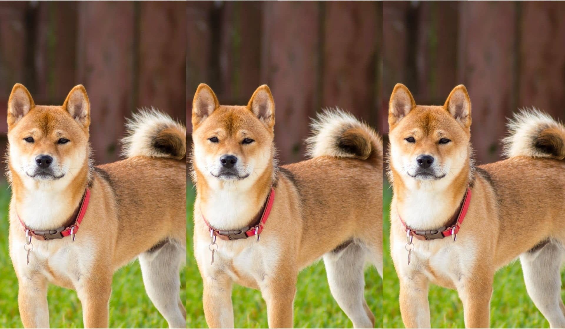  Shiba Inu, la cripto detrás memes virales, fallece Conmoción en el mundo de criptomonedas 