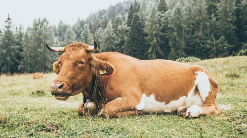 toro-unsplash