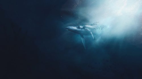 ballena-unsplash