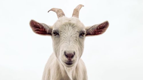 chivo