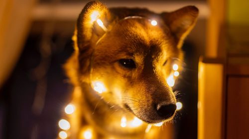 doge-shiba-inu-unsplash