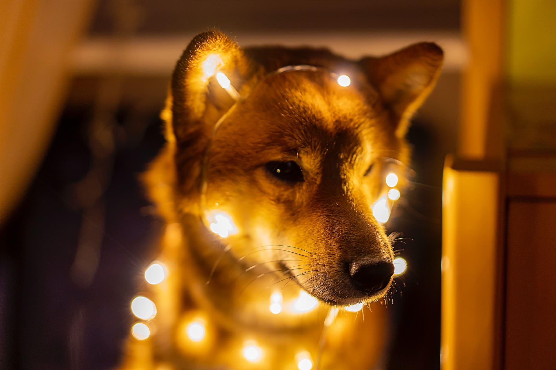 Shiba Inu's newly launched DEX, ShibaSwap, surpasses $1.5 billion in blocked funds